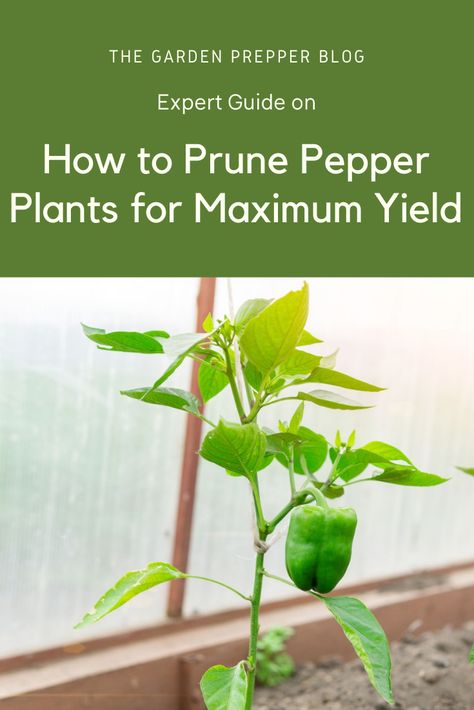 Growing Green Peppers, Prunes Benefits, Starting Vegetable Seeds, Bell Pepper Plant, Pruning Plants, Pepper Plant, Pepper Tree, Windowsill Garden, Growing Greens