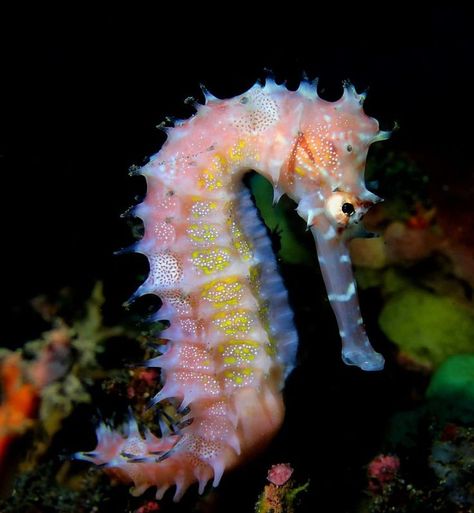 Colorful Seahorse, Sea Horses, Water Dragon, Beautiful Sea Creatures, Sea Horse, Seahorses, Beautiful Sea, Underwater World, Sea Creatures