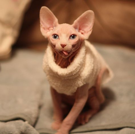 Oh,  the cuteness!  C.E. Sphynx Cats, Cat Whisperer, F2 Savannah Cat, Sphinx Cat, Rex Cat, Hairless Cat, Sphynx Cat, Naha, Sphynx