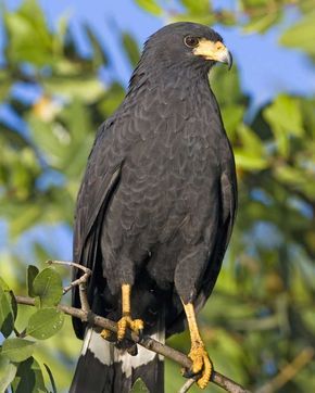 Common Black Hawk | Audubon Field Guide Black Hawk Bird, Hawk Wallpaper, Hawk Aesthetic, Colorado Birds, Hawk Pictures, Hawk Eagle, Wallpaper Animals, Animal Studies, Hawk Bird