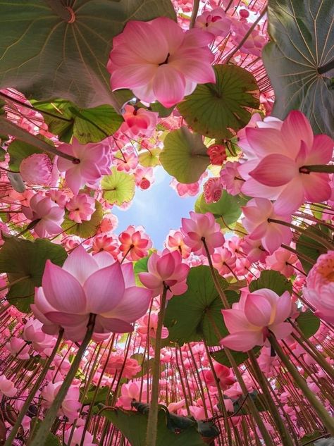 Lotus Flower Wallpaper, Lotus Flower Pictures, Happy New Week, Flowers Photography Wallpaper, Lovely Flowers Wallpaper, Nothing But Flowers, Flower Therapy, Beautiful Bouquet Of Flowers, 판타지 아트