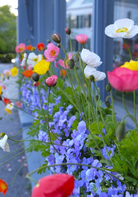 Iceland Poppies  Driving home at dusk and coming from a client's in Beverly Farms, I passed this gorgeous poppy-filled window box at Gladstone's jewelry shop on Union Street in Manchester, and just... Iceland Poppies, Kim Smith, Poppy Garden, Garden Cottage, Window Box, Balcony Garden, Poppy Flower, Front Garden, Dream Garden