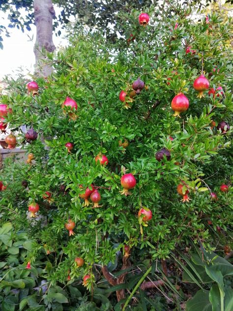 Tropical Fruit Trees Garden, Tropical Fruit Garden, Tropical Fruit Trees, Philippines House, Fruit Tree Garden, Trees Garden, Philippine Houses, Tropical Backyard, Fruit Garden