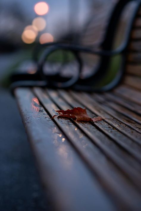 Free Photo | A leaf on a bench on a cold wet autumn day Bench Aesthetic, Wet Autumn, Bench Photography, Powerpoint Pictures, Canadian Nature, Leaf Photography, New Year Photos, Autumn Leaves Photography, Urban Nature