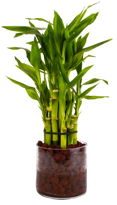 Lucky Bamboo in Glass Vase with Lava rock Bamboo Vase Ideas, Propagating Lucky Bamboo, Bamboo House Plant, Lucky Bamboo Care, Lucky Bamboo In Water, Lucky Bamboo Decor Glass Vase, Bamboo Vase, Lucky Bamboo Plants, Bamboo Care