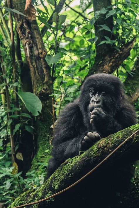 Rwanda Safari tours Rwanda Travel, Rwanda Africa, Uganda Travel, Africa Adventure, Gorilla Trekking, Travel Agencies, Best Trip, Mountain Gorilla, Great Ape