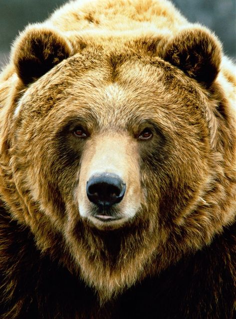 Scarface, Yellowstone's Most Famous Grizzly Bear, Shot And Killed | HuffPost Bear Tattoos, Bear Paintings, Bear Tattoo, Bear Pictures, Bear Face, Love Bear, Grizzly Bear, Animal Faces, Animal Photo