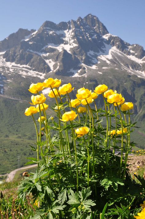 Globe Flower, Alpine Flowers, Very Beautiful Flowers, Rock Flowers, Bloom Where Youre Planted, Alpine Plants, Nature View, Beautiful Rose Flowers, Beautiful Nature Pictures