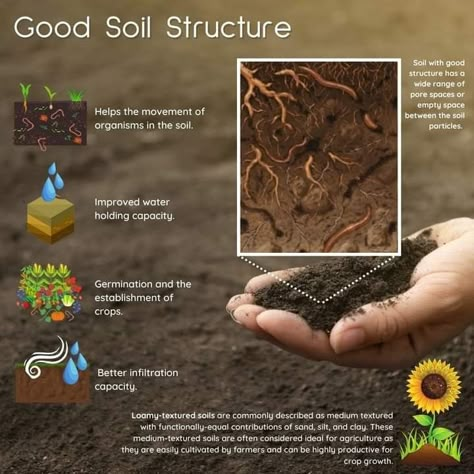 Soil Remediation, Biodynamic Gardening, Agriculture Photography, Agriculture Education, Organic Soil, Plant Science, Sustainable Agriculture, Root Growth, Food Forest