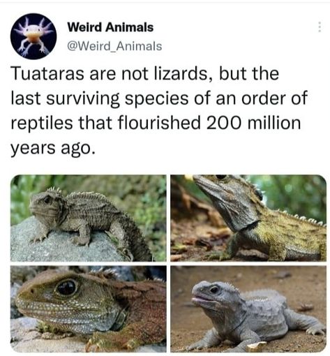 Weird Animals, Fun Science, Fun Fact, Reptiles, Are You The One, Evolution, Funny Animals, Fun Facts, Science