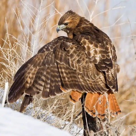 Colorado Animals, Hawk Feather, Feather Meaning, Hawk Pictures, Hawk Feathers, Herding Cats, Animal Spirit Guides, Red Tailed Hawk, Spiritual Meaning