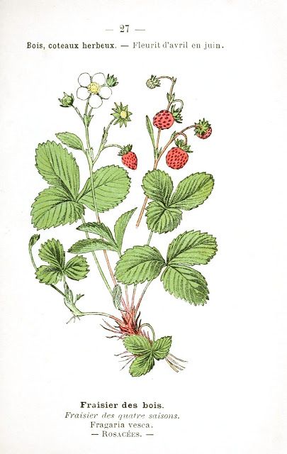 Illustration Botanique Vintage, Vegetable Drawing, Pebble Garden, Strawberry Art, Strawberry Flower, La Prairie, Illustration Botanique, Strawberry Plants, Vintage Botanical Prints