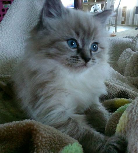 Toyger Cat, Ragdoll Cat Breed, Ragdoll Kittens, Chihiro Y Haku, Ragdoll Cats, Ragdoll Kitten, Baby Kittens, Ragdoll Cat, Cute Cats And Kittens