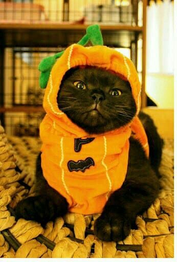 Halloween Kittens, Halloween Kitties, Halloween Cat Costume, Black Cat Halloween Costume, Pumpkin Kitty, Kitten Costumes, Cat Brain, Ninja Cats, Pumpkin Cat