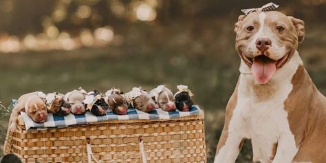 Mama Pickles was a natural in front of the camera and, once her eight puppies arrived, they posed for some adorable group shots. Puppy Announcement, Cute Pregnancy Photos, Puppy Litter, Puppy Photography, Newborn Puppies, Pregnant Dog, Maternity Photo Shoot, Dog Photoshoot, Dog Pics