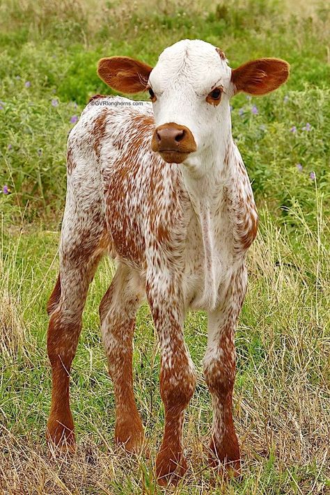 Texas longhorn calf for sale in Texas #gvrlonghorns #texaslonghorns #texaslonghorncattle #Texaslonghorncalf Texas Longhorn Cattle, Cow Photography, Petit Tattoo, Longhorn Cattle, Longhorn Cow, 동화 삽화, Fluffy Cows, Cow Pictures