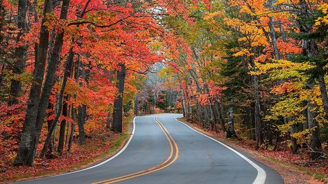 Tunnel Of Trees Michigan, Tunnel Of Trees, Fall In Michigan, Michigan Vacations, Harbor Springs, Florida Hotels, Scenic Roads, Michigan Travel, Scenic Byway