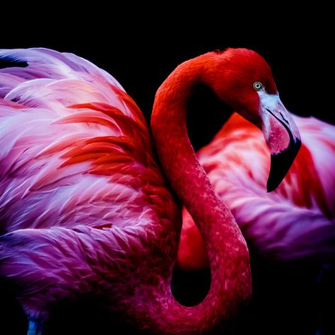 Red Flamingo, Flamingo Pictures, Flamingo Photo, Flamingo Art Print, Fancy Flamingo, Faster Than Light, Felt House, Flamingo Painting, Red Images