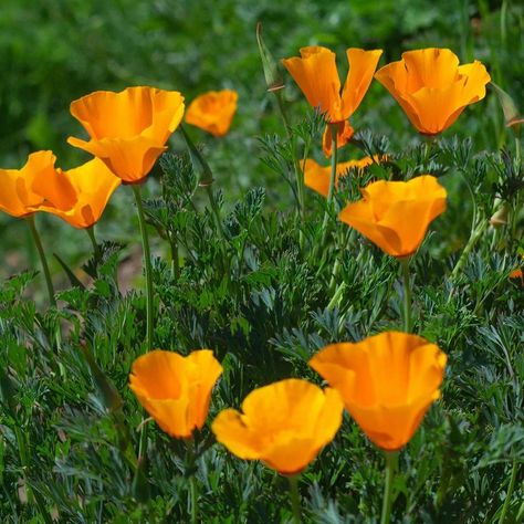 Californian Poppies, Californian Poppy, Eschscholzia Californica, Garden 2023, Summer Flowers, Bright Orange, Poppies, Seeds, Orange