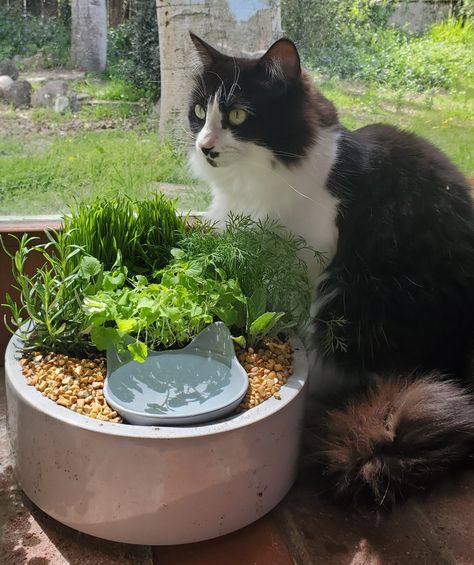 Cat grass, catnip, rosemary, sage, and dill with a drinking pond Cat Grass Water Bowl, Cat Garden Water Bowl, Cat Grass Planter Ideas, Indoor Cat Oasis, Cat Indoor Garden, Diy Cat Grass Bed, Cat Water Bowl Planter, Cat Herb Garden, Cat Grass Box Diy