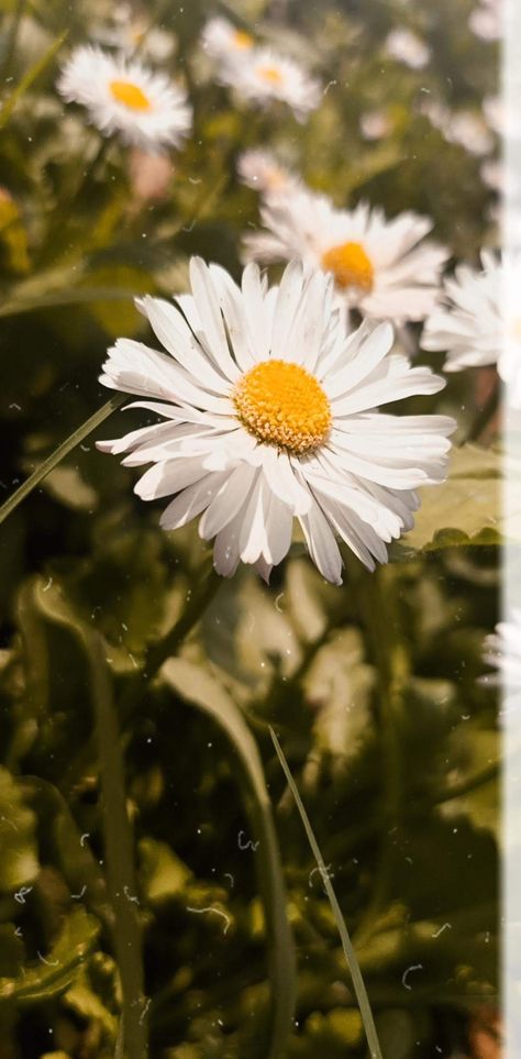 Tiktok Asthetic Picture, Daisy Asthetic Picture, Emily Asthetic, Athstetic Picture, Daisy Flower Aesthetic, Nature Pics, Flower Video, Aesthetic Nature, Iphone Wallpaper Tumblr Aesthetic