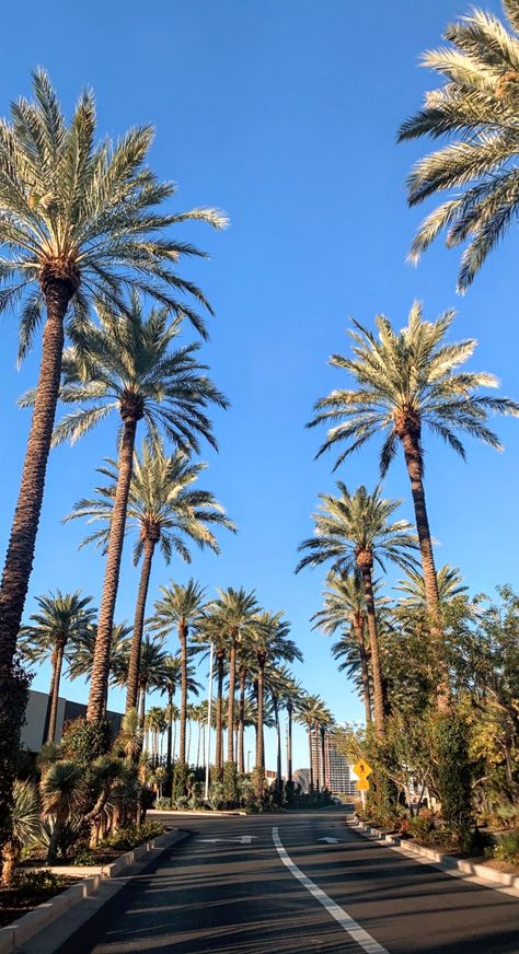 Texas Palm Trees, Palm Trees Desert, Arizona Palm Trees, Arizona Wallpaper, Palms Aesthetic, La Palm Trees, Miami Palm Trees, Palm Springs Wallpaper, Palm Trees Aesthetic