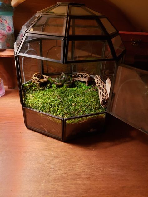 Snail House Diy, Snail Terrarium Aesthetic, Snails Terrarium, Pet Snails Terrarium Diy, Terrarium For Snails, Snail Home Ideas, Insect Terrarium, Snail Enclosure Ideas, Snail House