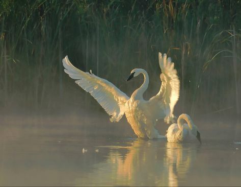 Trumpeter Swan, White Swan, Pretty Animals, Foto Art, Enjoy Nature, Mellow Yellow, Pics Art, Swans, Best Photos