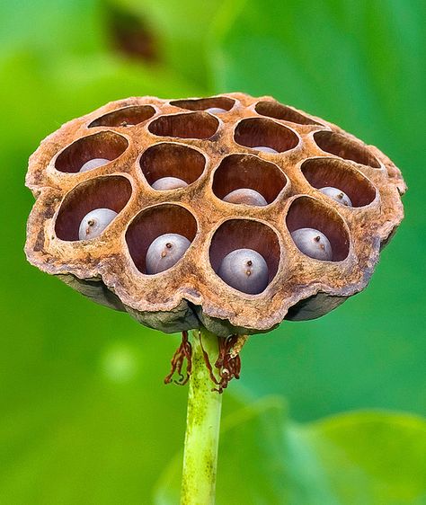 Lotus Seed, Lotus Seed Pod Drawing, Lotus Seed Pod, Real Lotus Flower, Lotus Flower Seed Pod, Lotus Flower Seeds, Lotus Macro Photography, Lotus Flower Wallpaper, Lotus Pods