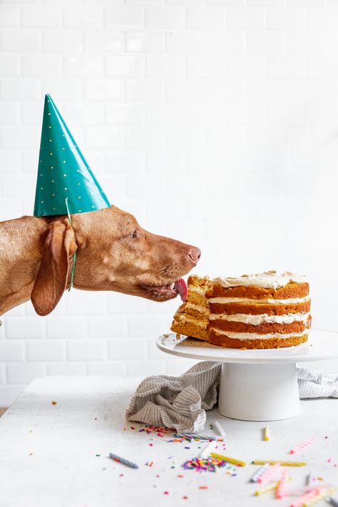 We're celebrating Tilly's 1st birthday with this easy homemade dog birthday cake recipe. Made with peanut butter and pumpkin this cake is safe for your pup! Cupcakes Succulents, Dog Safe Cake Recipe, Dog Birthday Cake Recipe, Birthday Cheesecake, Dog Cake Recipes, Broma Bakery, Happy Birthday Cat, Puppy Cake, Rabbit Cake