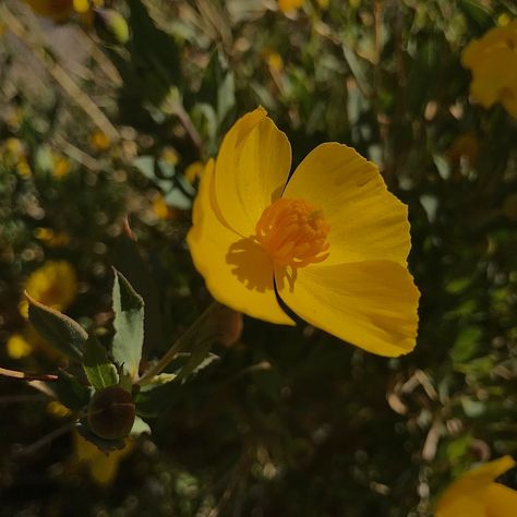 flowers yellow yellowasthetic flowergardening wildflowers wild outdoor outside earth earthday world pretty green photography photos cute simple simplify buttercup aesthetic Yellow Buttercup Flowers, Buttercup Aesthetic Flower, Buttercup Flower Aesthetic, Buttercups Aesthetic, Asa Aesthetic, Yellow And Green Aesthetic, Buttercups Flower, Aster Aesthetic, Cody Core