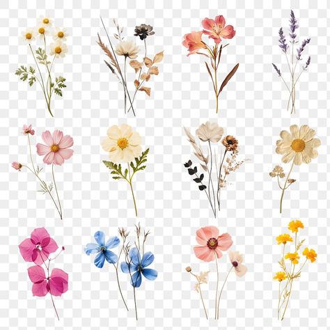 Pressed Flowers Png, Aesthetic Pngs, Ipad Notes, Sticker Png, Flowers Png, Png Aesthetic, Bloom Blossom, Flower Petal, Graphic Design Projects