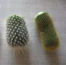 Propagating Cactus Plants, How To Propagate Cactus Plants, Repotting Cactus Plants, How To Grow Cactus From Seed, Propagate Cactus, Cactus Propagation, Southwest Landscaping, Propagating Cactus, Cactus Garden Design