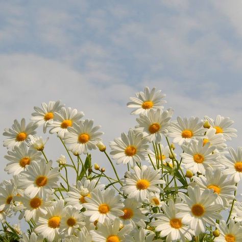 Yony on Twitter: "🌼🐾💖🌼💫🐾💖🌼🕊️✌️💖… " White Daisies, Free Stock Photos, Daisy, Stock Photos, Yellow, Blue, White