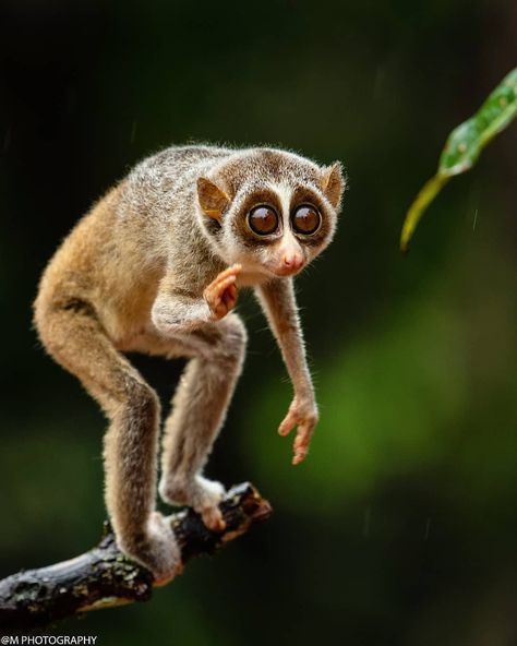 WILDLIFE PHOTOGRAPHY INDIA™ 🇮🇳’s Instagram post: “Slender loris ❤ Describe this Shoot In a few words 🤔✌ • ♠ D A I L Y F E A T U R E ♠ • • • • 🔥 AMAZING SHOOTS 🔥 ➖➖➖➖➖➖➖❌➖➖➖➖➖➖➖ 🎉C O N G R…” Slender Loris, Loris Animal, Ugly Animals, Slow Loris, Wildlife Pictures, Wild Animals Pictures, Animal Print Wallpaper, Cute Wild Animals, Animal Sketches