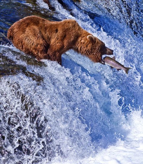 Grizzly bear fishing for salmon at Brooks Falls, Katmai… Bear Catching Salmon, Bear Fishing, Katmai National Park, Grizzly Bears, Brown Bears, Salmon Fishing, Grizzly Bear, Alam Yang Indah, Animal Planet