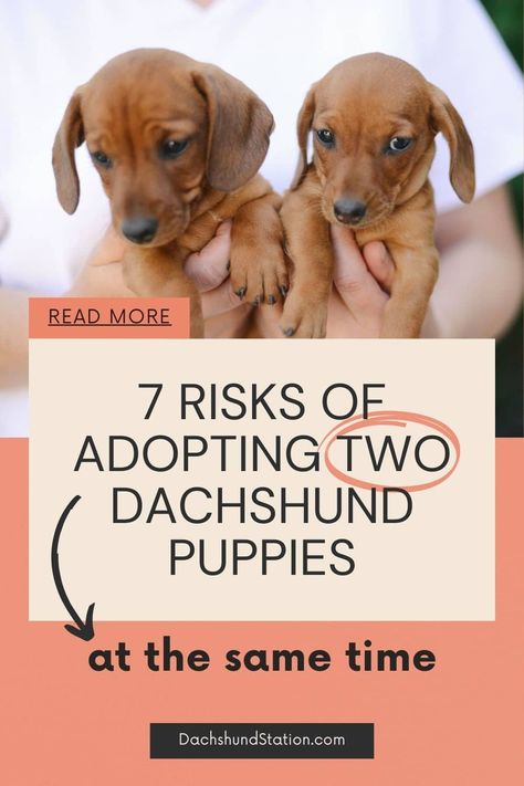 Having multiple dachshund puppies is feasible, but it comes with serious risks that you might not even know about. Discover the Real Risks of Adopting Two Dachshund Puppies at the Same Time. Chocolate Dapple Dachshund, Cute Dachshunds, Dachshund Adoption, Teacup Dachshund, Puppy Training Guide, Piebald Dachshund, Adoptable Dachshund Dog, Dachshund Puppy Training, Daschund Puppies