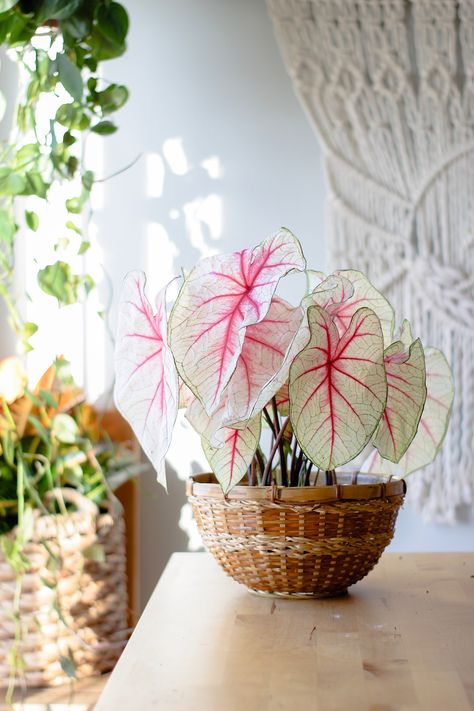 Pretty pink and white plant with large leaves. Heart of Jesus. Caladium. #pinkplant #plants #indoorplants #indoorgarden #pinkandwhite #houseplants Pink Caladium, Book Planning, Angel Plant, Green Centerpieces, Orchid Planters, Plant Goals, Chinese Money Plant, Air Plant Terrarium, White Plants