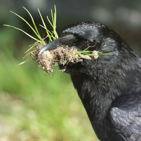 The 1 Disturbing Reason You Should Befriend A Crow — HuffPost How To Befriend A Crow, Crow Confetti, Animal Spirit Guides, A Crow, Animal Spirit, Spirit Guides, Crows, To Do, Spirit Animal