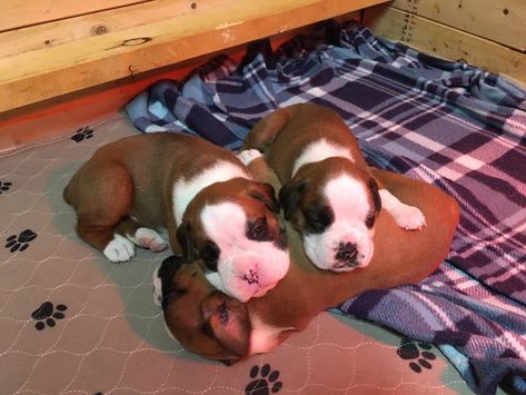 European Boxer Puppies Boxers Puppies, Boxer Puppies For Sale, Mixed Puppies, Puppies For Sale Near Me, Boxer Puppy, Boxer Puppies, Puppy Pictures, Puppies For Sale, Dogs And Puppies