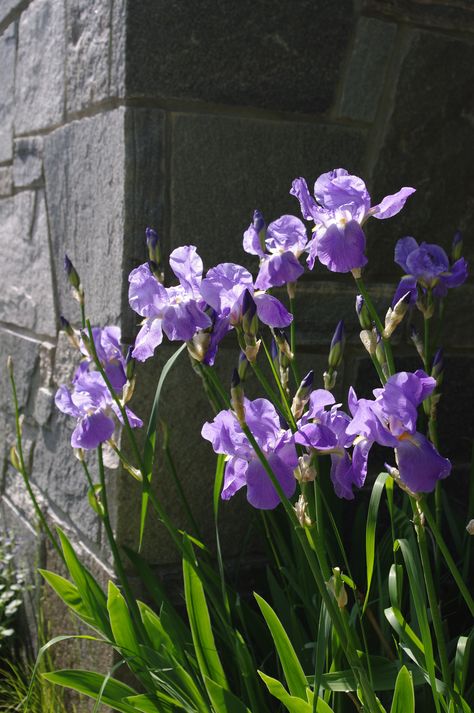 Irises Aesthetic, Bouquet Of Irises, Blue Iris Aesthetic, Iris Purple Aesthetic, Purple Iris Aesthetic, Photos Of Iris Flowers, Irises Flowers, Iris Flowers Garden, Purple Iris Flowers