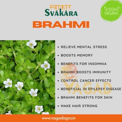 Brahmi is found everywhere in India on wet and marshy land. It is more commonly used in Bengal, hence it is also called Bangi Brahmi. It has a lean, muscular, and very muscular appearance. Leaves-elliptic, rectangular or suva-shaped, unbroken, incrustate, obtuse, with subtle black markings and 8–25 x 2.5–10 mm. Are large. The flower-purple is mixed white or pink. Reduce Blood Sugar, Boost Memory, Mental Disorders, Blood Sugar Levels, Strong Hair, Immune Boosting, How To Make Hair, Insomnia, Blood Sugar