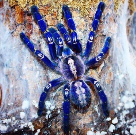 Sapphire Tarantula, Poecilotheria Metallica, Blue Tarantula, Tarantula Habitat, Pet Tarantula, Arachnids Spiders, Spider Pictures, Spiders And Snakes, Pet Spider