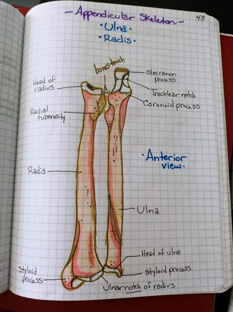 Human Bone Anatomy, Bones Anatomy Study, Anatomy And Physiology Bones, Bone Anatomy, Ulna Anatomy, Bones Anatomy Learning, Human Osteology, Anatomy Bones Studying, Anatomy And Physiology Notes Study