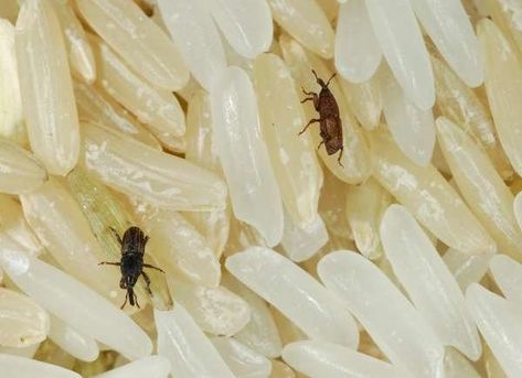 small bugs in house Pantry Bugs, Homestead Pantry, Household Bugs, Storing Food Long Term, Fly Infestation, Free Pantry, Bad Bugs, Housekeeping Tips, Bob Vila