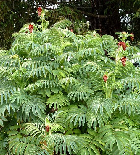 Get detailed growing information on this plant and hundreds more in BHG's Plant Encyclopedia./ Tropical Bushes Plants, Types Of Shrubs, Plant Encyclopedia, Tall Flowers, Flower Spike, Garden Items, Tropical Garden, Tropical Plants, Green Flowers