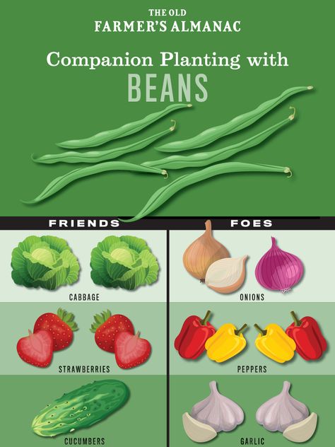 Bean Companion Plants, Companion Plants For Tomatoes, Bean Growing, Planting Raised Garden Beds, Grow Beans, Planting Chart, Growing Green Beans, Best Companion Plants, Companion Planting Guide