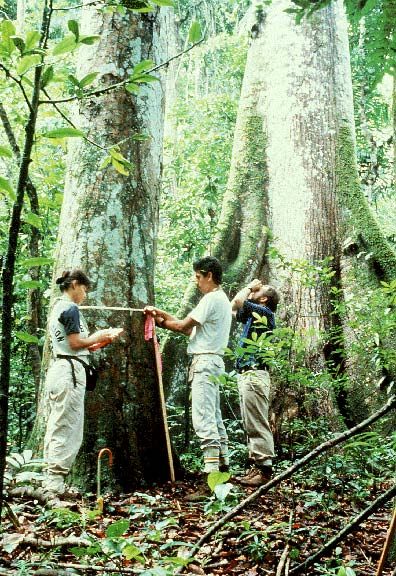 Forestry Major Aesthetic, Environmental Field Work, Field Biologist Aesthetic, Field Research Aesthetic, Ecosystem Aesthetic, Tropic Aesthetic, Field Biologist, Forest Ecology, Looking Through Binoculars