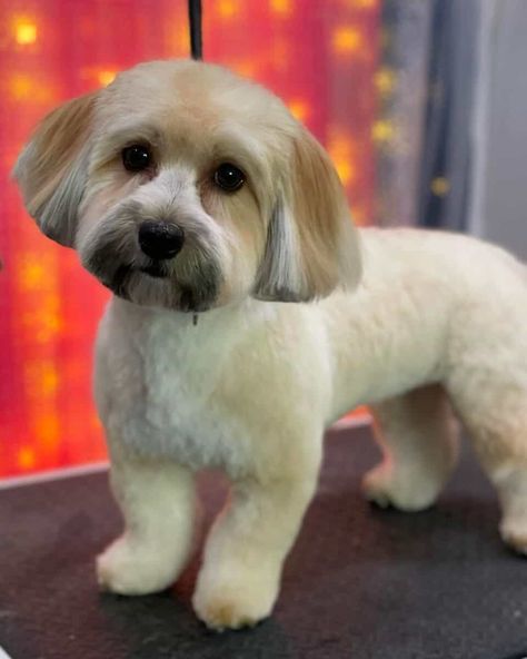 Havanese Haircuts, Havanese Grooming, Puppy Haircut, Shih Tzu Haircuts, Dog Grooming Styles, Stylish Ponytail, Haircut Tip, Puppy Cut, Dog Haircuts