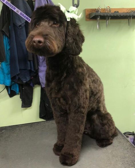 Doodle Mixes Dogs, Australian Labradoodle Haircut Style, Aussie Doodle Haircut Styles, Doodle Haircut Styles, Labradoodle Haircuts, Australian Labradoodle Grooming, Labradoodle Haircut Style, Labradoodle Cuts, Doodle Haircuts